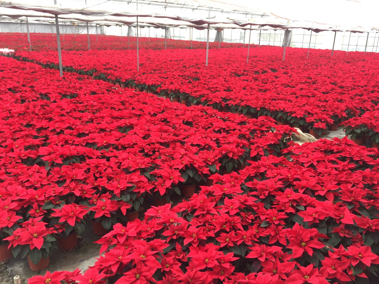 反季節(jié) 一品紅